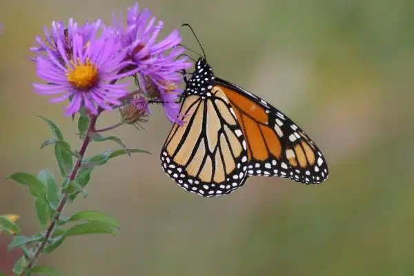 Monarch Butterfly on New England Aster
