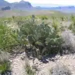 Cacti, Sotol Vista, Big Bend National Park, Texas