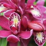 j7542L3ubejq scaled 1 How To Grow And Care For Cymbidium Orchids 12