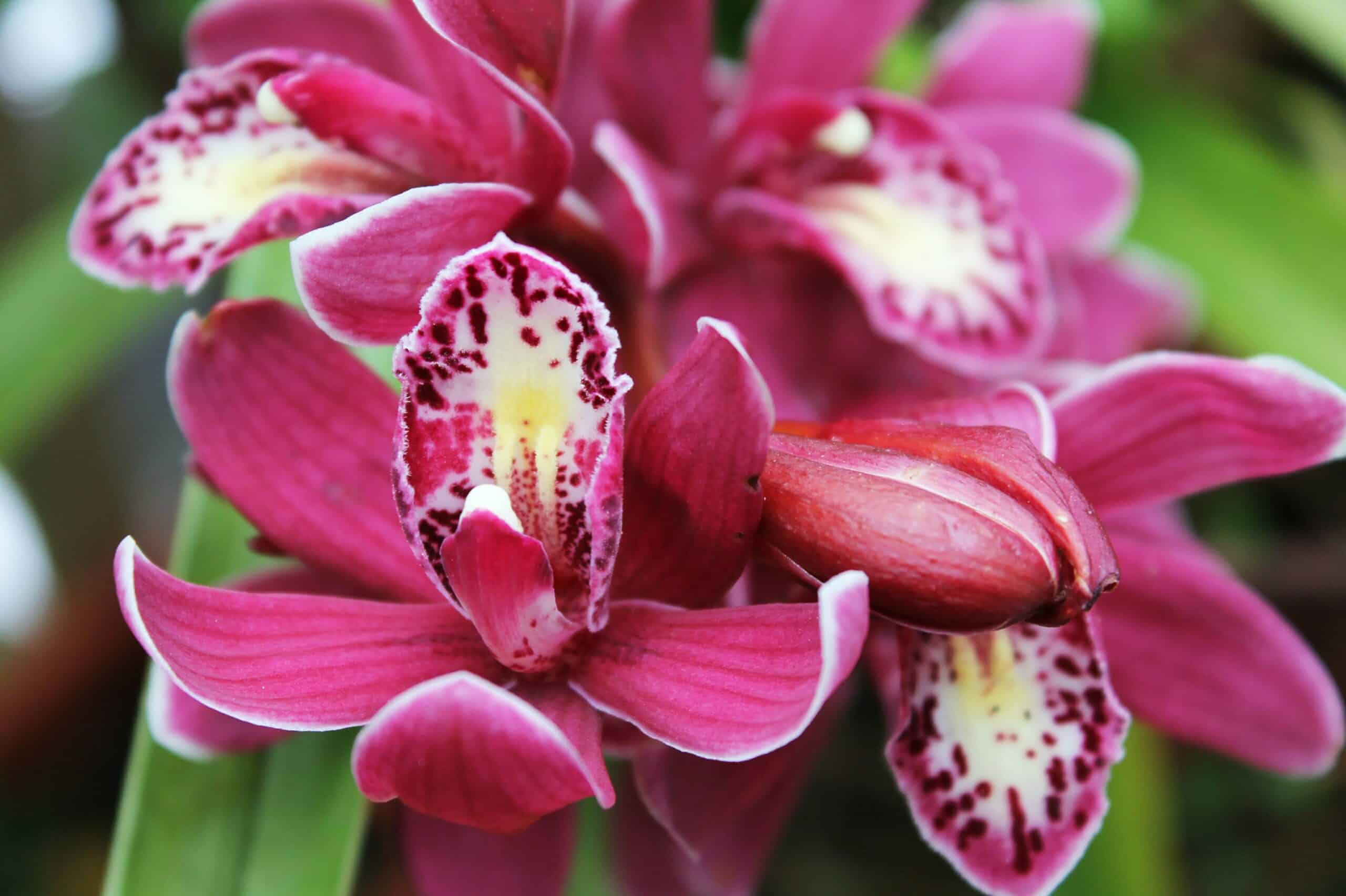 j7542L3ubejq scaled 1 How To Grow And Care For Cymbidium Orchids 1