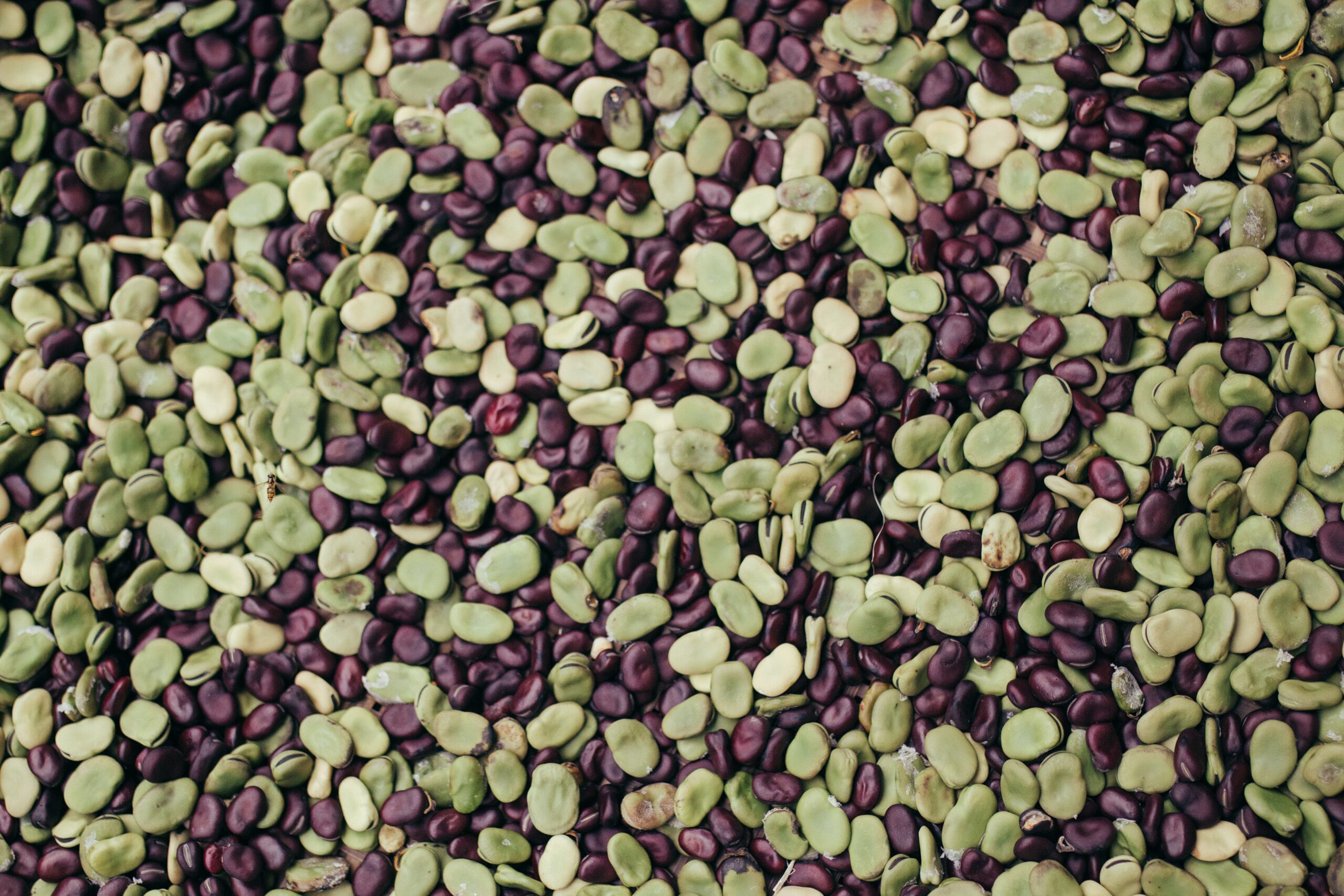 jJLuMB JMAjq scaled 1 How To Grow Lima Beans 1