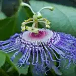 Purple Passionflower (side)