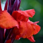 ktGZ8PKzS2jq scaled 1 How To Grow And Care For Canna Lily 27