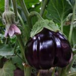 kwyjx7wdie4 How to grow Eggplants: Flavorful with great Texture 5