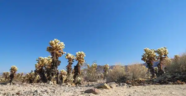 Cholla Cactus