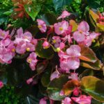 lWjZ3ss Ijjq scaled 1 How To Grow And Care For Wax Begonias 11