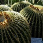 Golden Barrel Cactus closeup