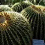 Golden Barrel Cactus closeup