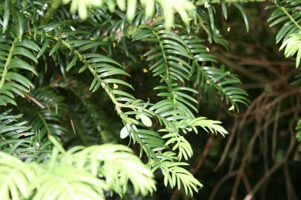 Japanese plum yew