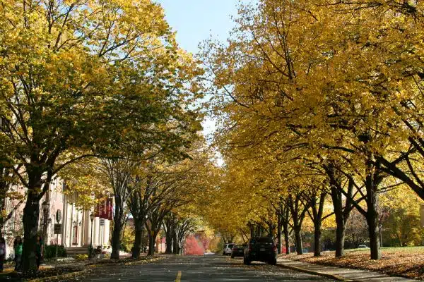 Yellow little leaf lindens by Markle Hall and Skillman Library