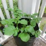 Growing potatoes in a bag