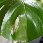 nbGeQwhd ujq scaled 1 How To Grow And Care For Philodendron Erubescens 10