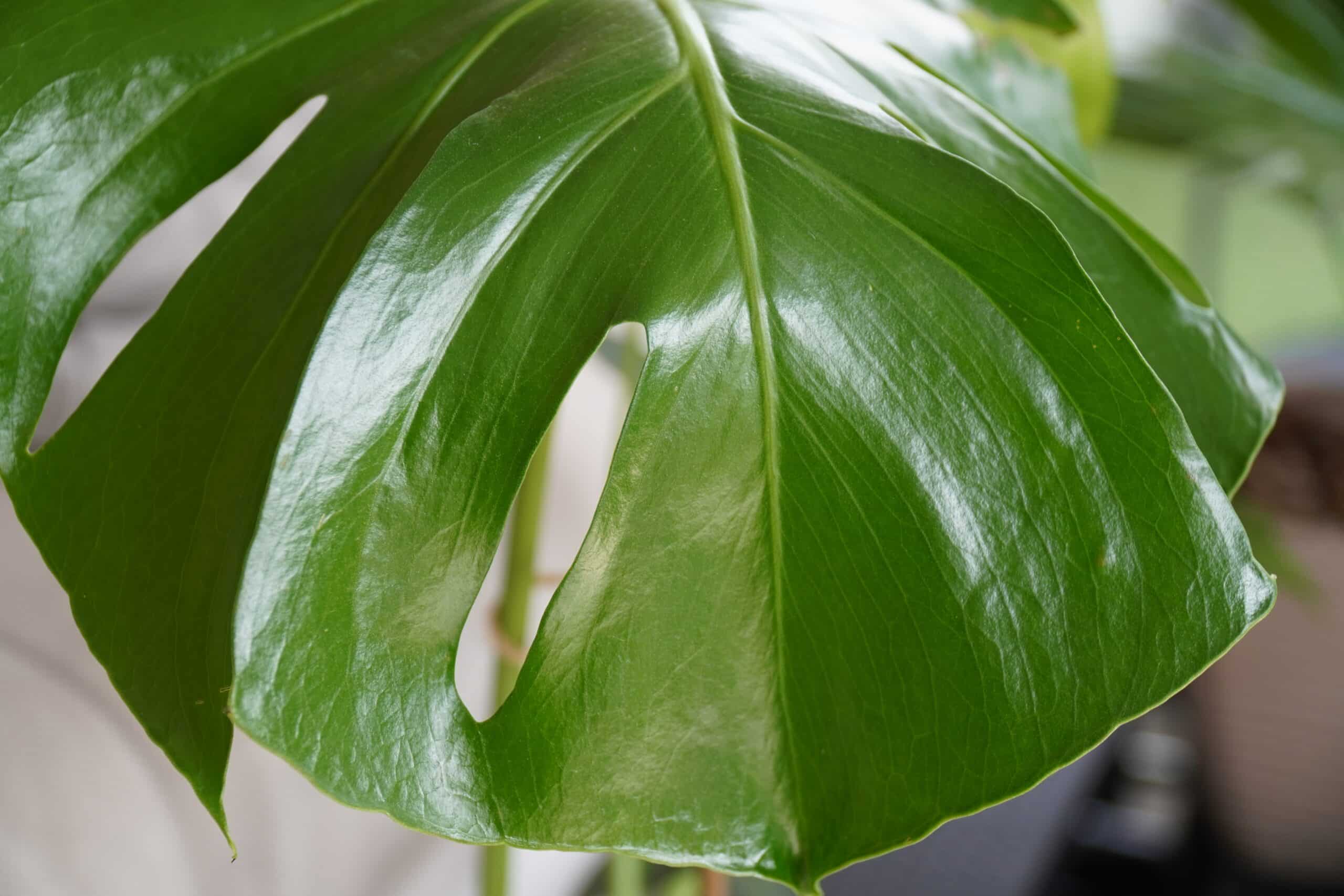nbGeQwhd ujq scaled 1 How To Grow And Care For Philodendron Erubescens 1