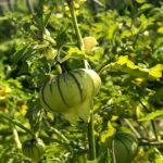 ncc9p5ognqo How to grow Tomatillo: Flavorful with great Texture 14