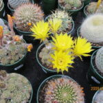Mixed cacti (Rebutia and Mammillaria)