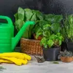 The concept of growing fresh herbs at home. Herbs in flower pots and fresh herbs
