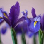 o91vlvug je Iris Flower: Meaning, Properties, Types, and Uses in Different Contexts 25