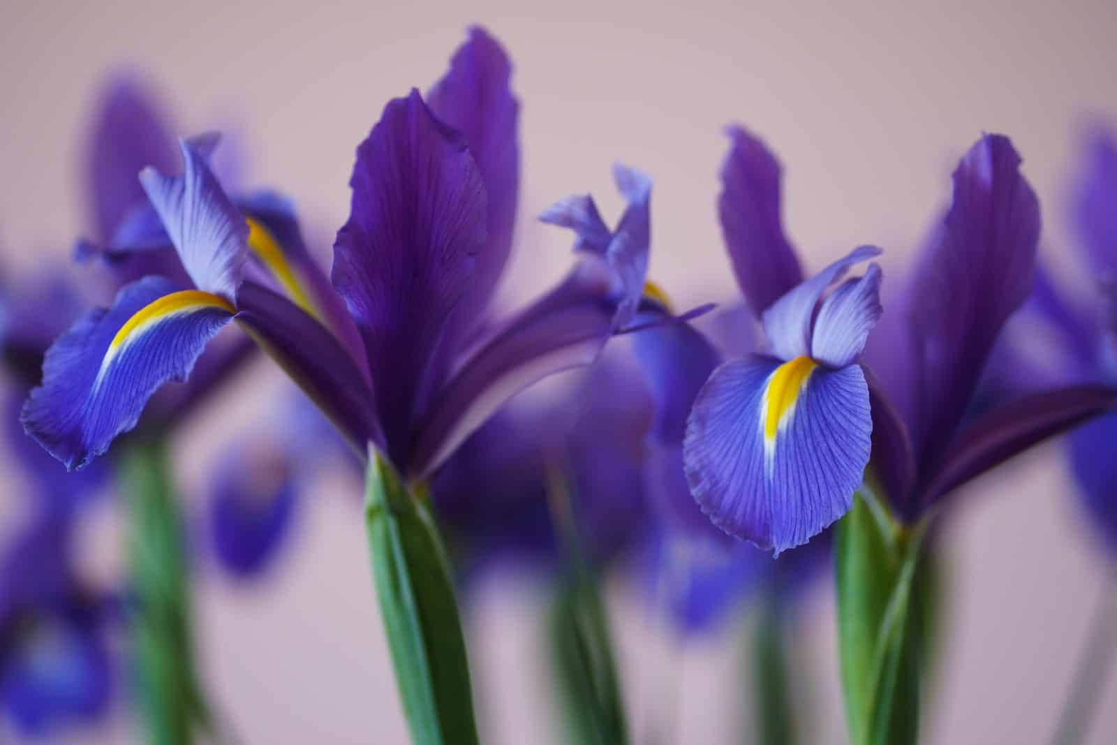 o91vlvug je Iris Flower: Meaning, Properties, Types, and Uses in Different Contexts 1
