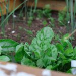 oKOmuV0gaEjq scaled 1 How To Grow Spinach 2