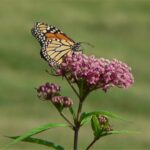 Swamp milkweed monarch