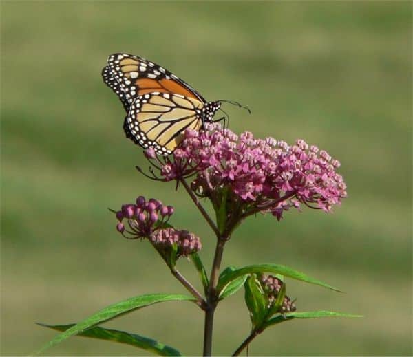 Swamp milkweed monarch