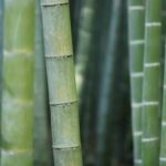pR 86qgnGnjq scaled 1 How To Grow & Care For Lucky Bamboo Indoors 11