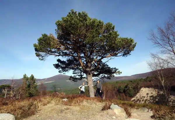 Jean and Bob with a Scots Pine tree