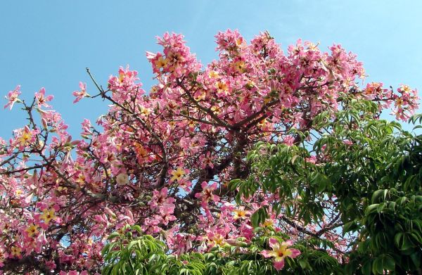 Silk floss tree branches, some with flowers, some with leaves