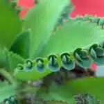 子寶草Bryophyllum crenatodaigremontiana（Bryophyllum laetivirens），英文名Mother of Thousands、Mother of Millions、Devils Backbone、Mexican Hat Plant