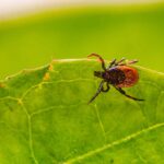 qkfx7zweeqe Preventing ticks in the yard: 15 Effective Tips 33