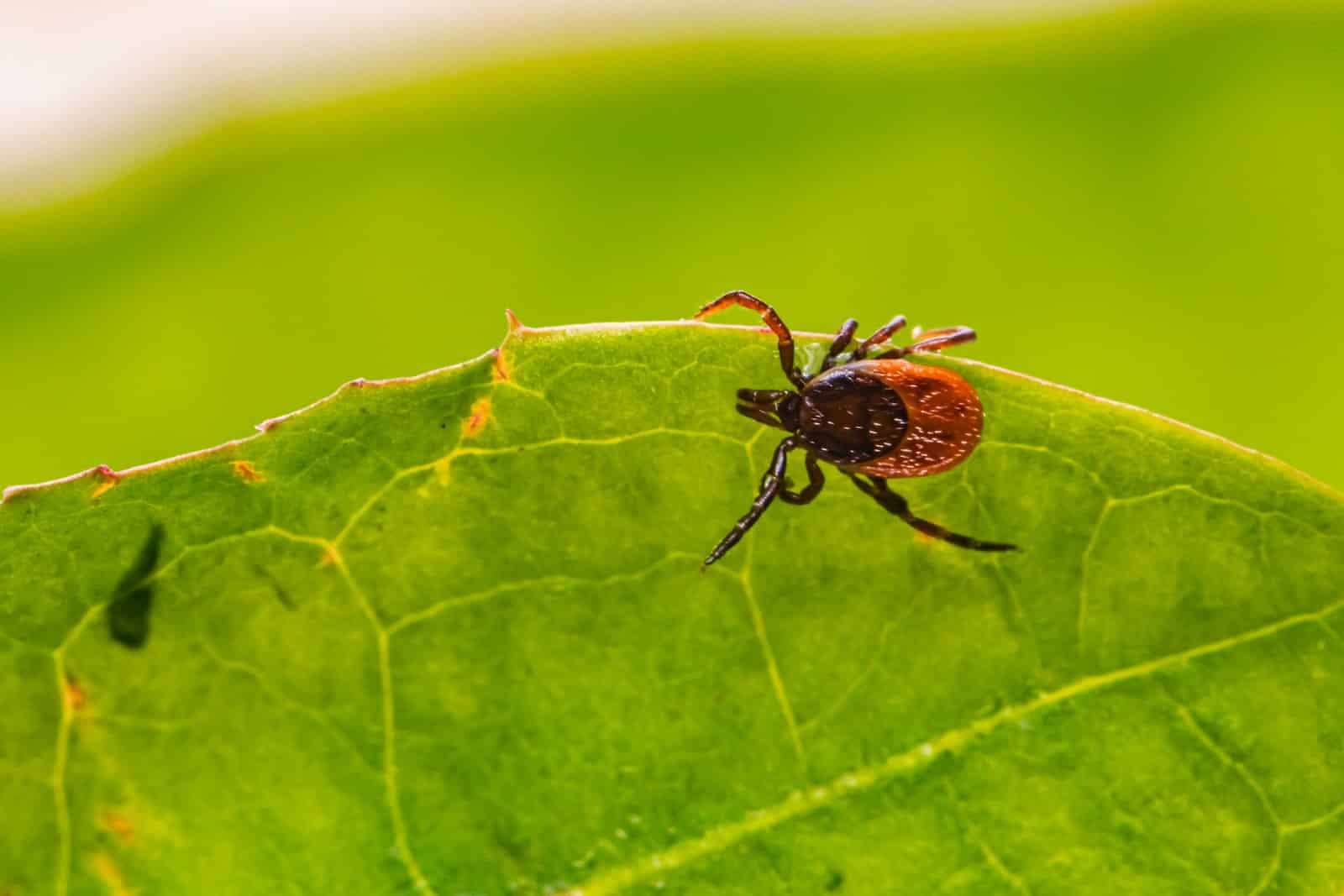 Preventing ticks in the yard: 15 Effective Tips 1
