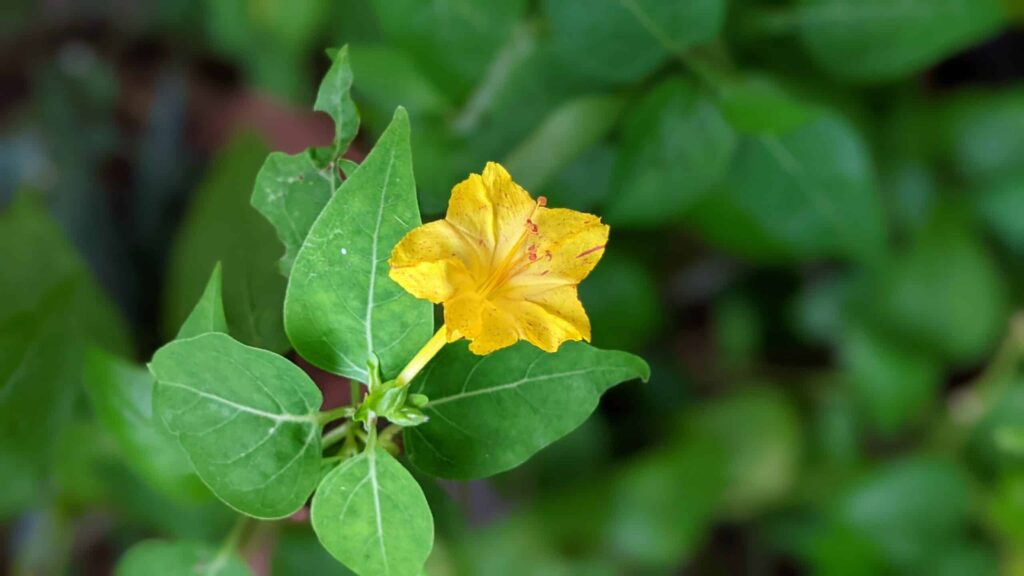 How To Grow And Care For Four O'clock Plants » GreenLife