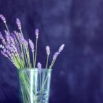 rf1IEXpHnEjq scaled 1 French Lavender: Plant Care & Growing Guide 5