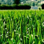 rlEdb nRuCjq scaled 1 How To Grow & Care For Corn 23