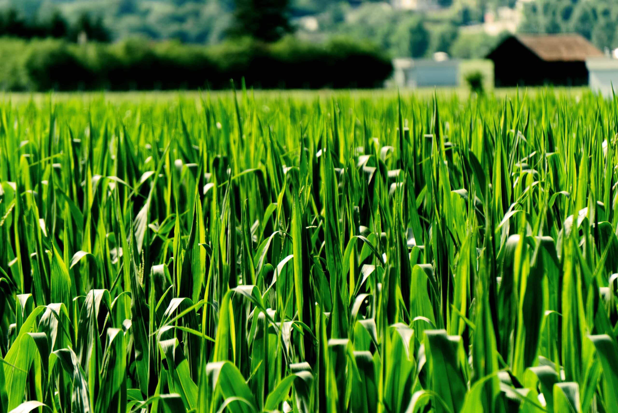 rlEdb nRuCjq scaled 1 How To Grow & Care For Corn 1