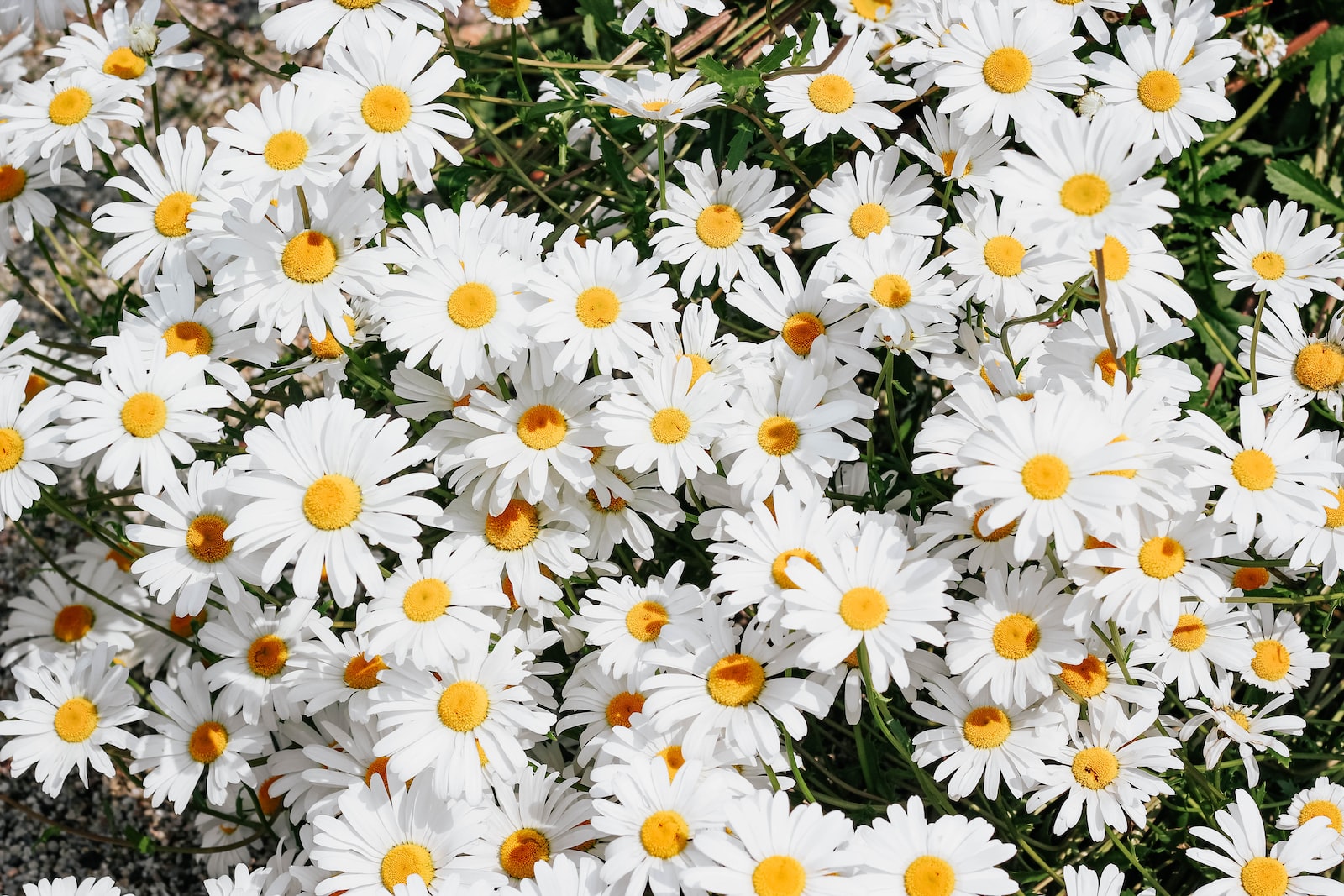 Daisy Flower: Meaning, Properties, and Uses of a Symbol of Innocence and Purity 1