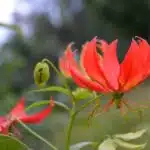 Gloriosa Lily, Ethiopia