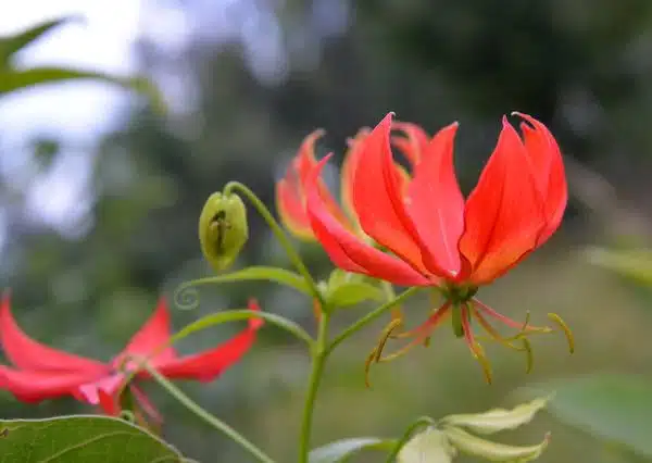Gloriosa Lily, Ethiopia