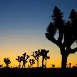Joshua Tree - Yucca brevifolia