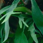 sXPvCJGxWijq scaled 1 Staghorn Fern: Plant Care & Growing Guide 11