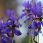 sYkoq LZPxjq scaled 1 How To Grow And Care For Siberian Iris 3