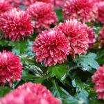 tD8iJWy1dJjq scaled 1 How To Plant, Grow And Care For Mums (Chrysanthemums) 145