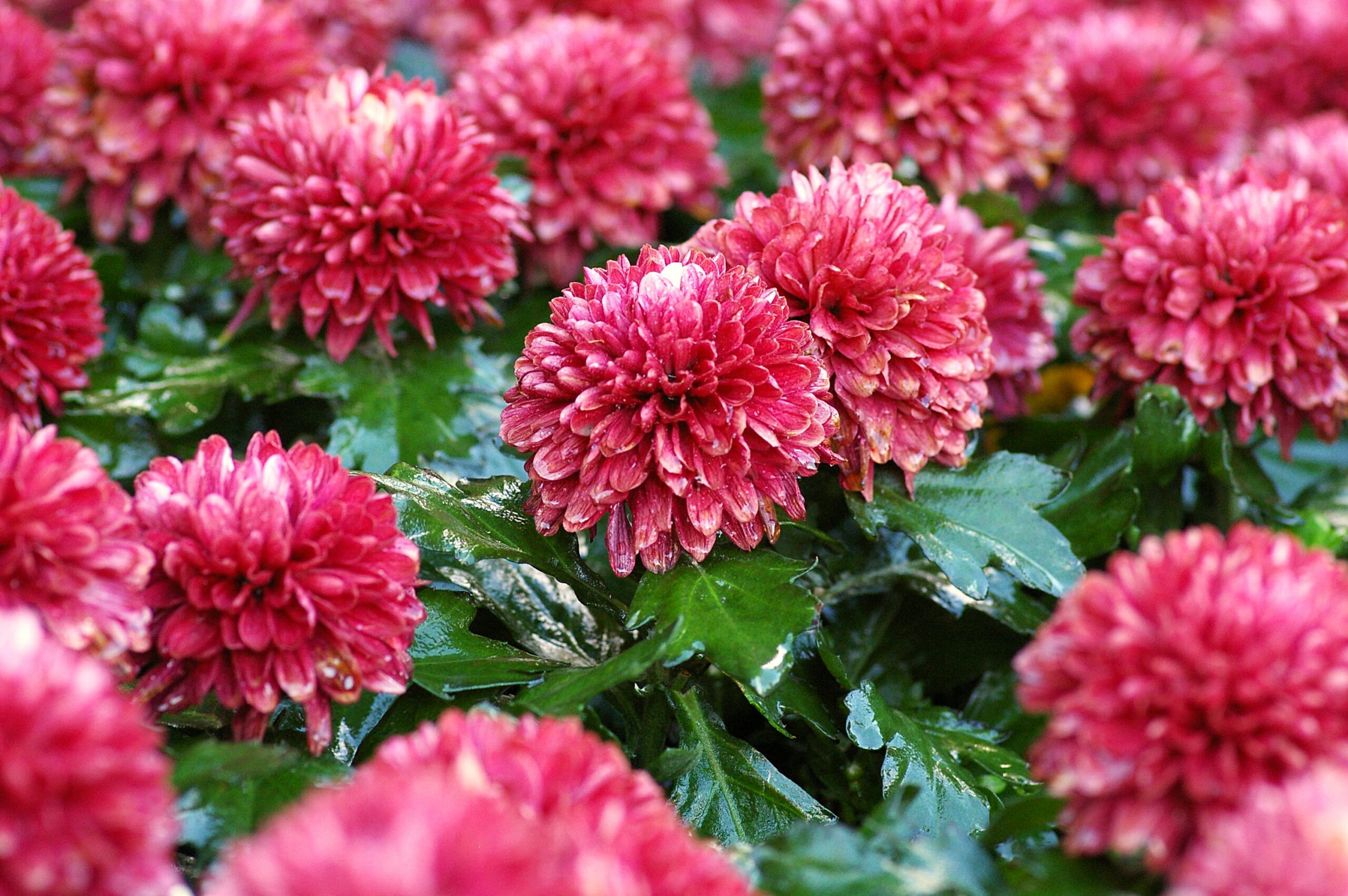 tD8iJWy1dJjq scaled 1 How To Plant, Grow And Care For Mums (Chrysanthemums) 1