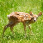 tlwzgnd54pw How to Keep Deer Out Of Your Garden (15 Ways) 5