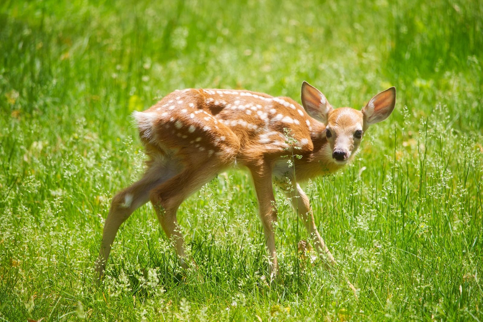 tlwzgnd54pw How to Keep Deer Out Of Your Garden (15 Ways) 1