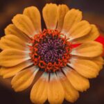 uKhHuaqzgijq scaled 1 How To Grow And Care For Calendula (Pot Marigold) 81