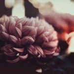 uTjcusphLGjq scaled 1 How To Grow Hardy Chrysanthemum (Garden Mum) 17