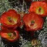 Mojave mound cactus, Echinocereus mojavensis