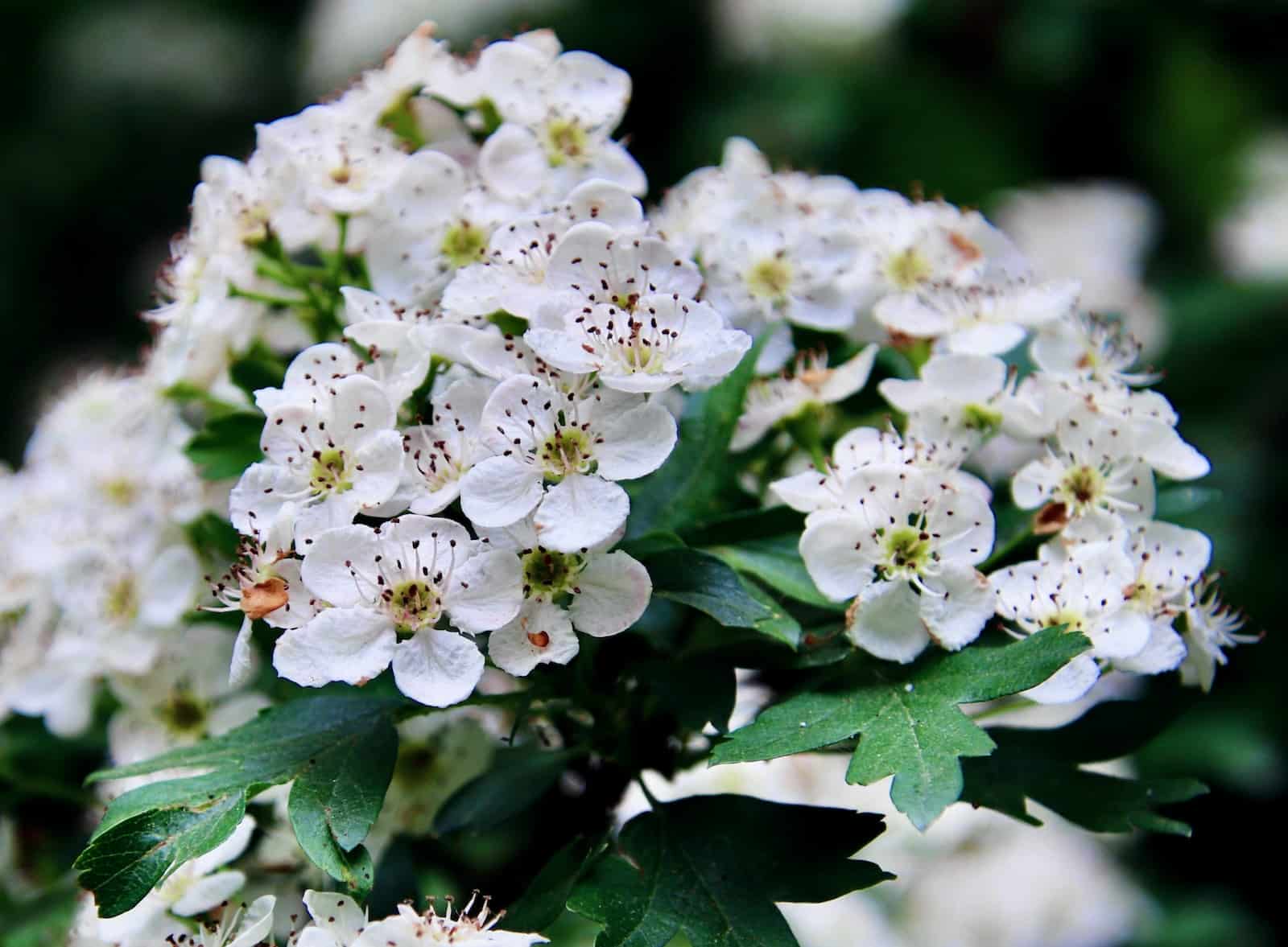 Hawthorn Flower: Meanings, Properties, and Uses for Your Health and Well-Being 1