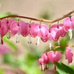 v8zq1l39lwk Bleeding Heart Flower: Meaning, Symbolism, Properties, and Uses 45